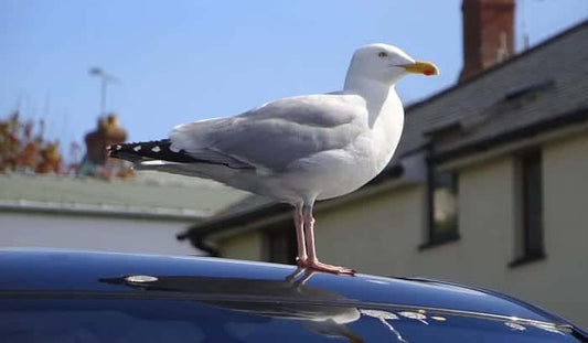 Birds Suck! (Bugs Too)